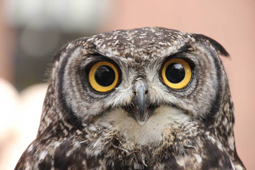Night owl or early bird?